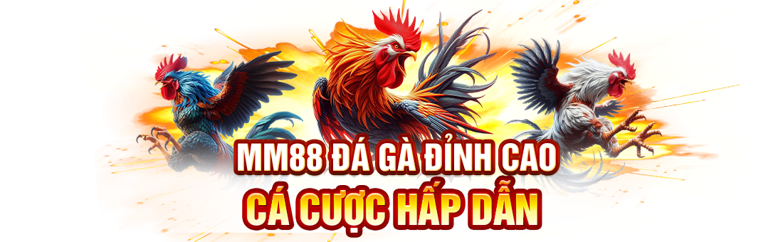 đá gà sôi động tại mm88